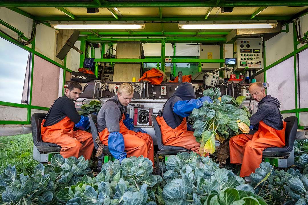 Bij René Peters loopt er al weken iemand voor de plukmachine uit om de planten rechtop te zetten - Foto: DCI Media West.