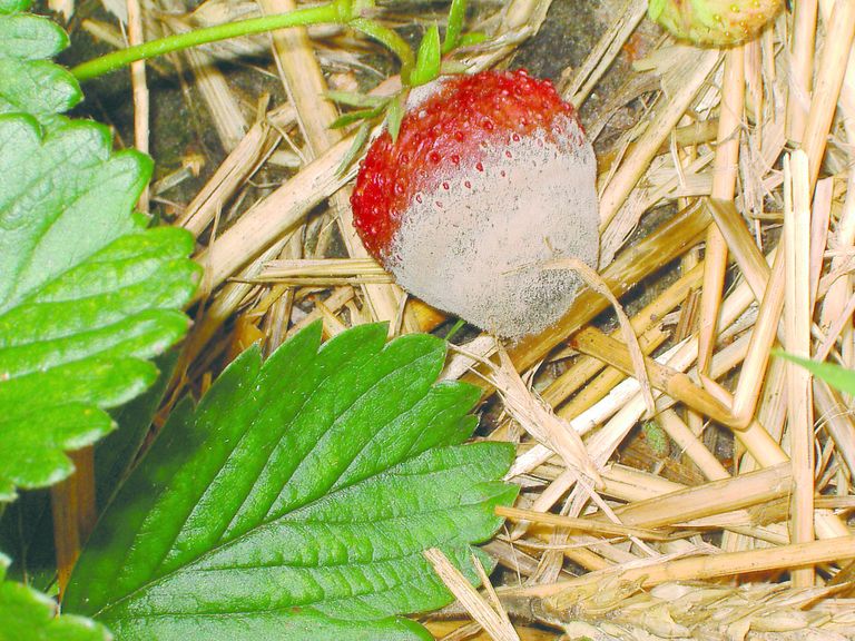 Nieuwe middelen Geoxe/Safir preventief tegen Botrytis