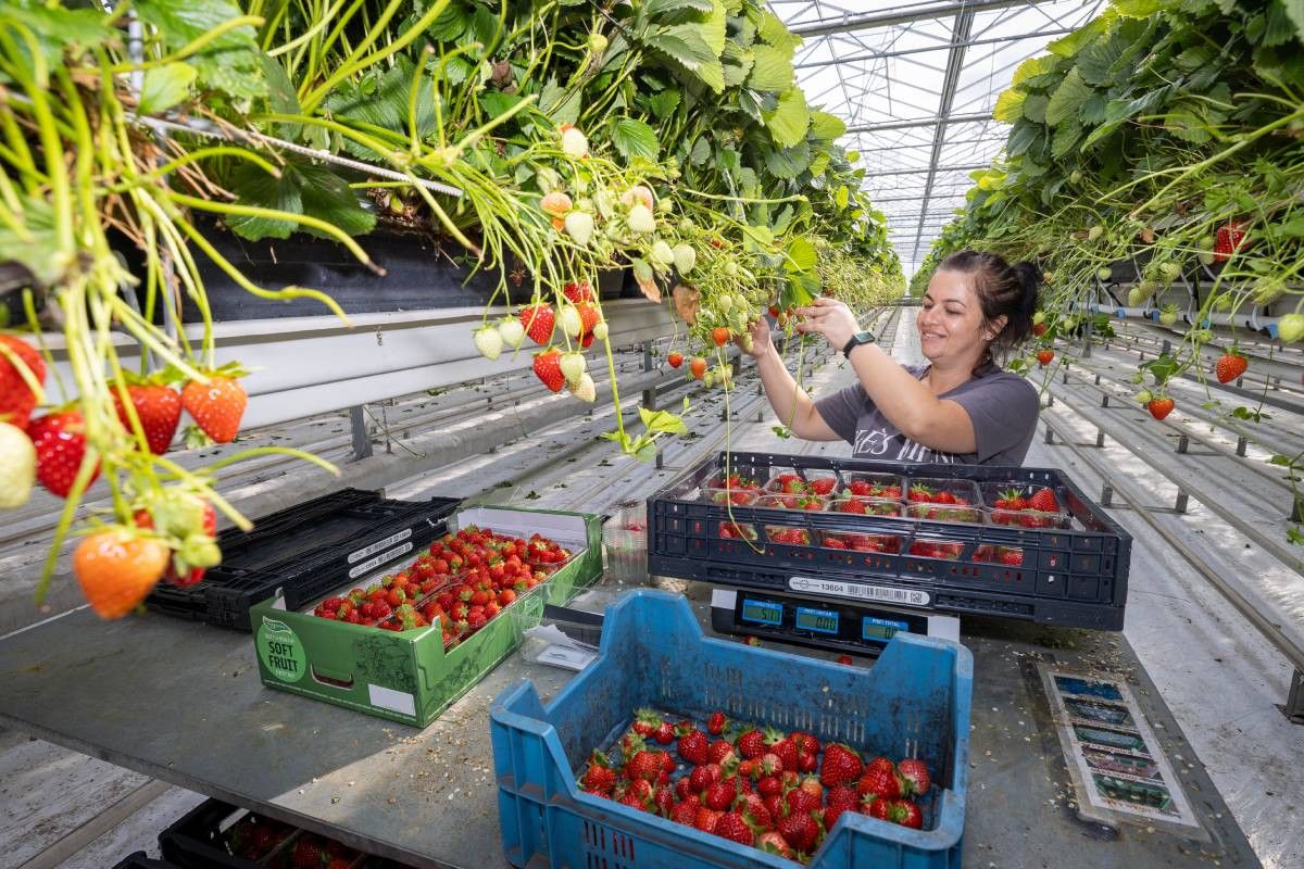 Een medewerker plukt in de kas Inspire-aardbeien. Foto: Peter Roek