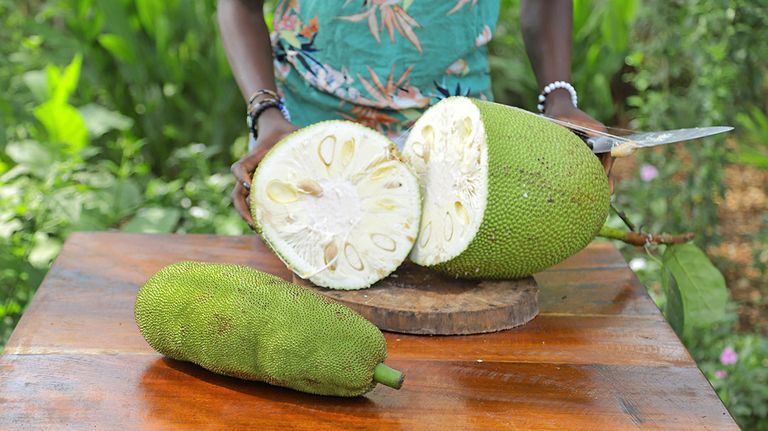 Dankzij zijn stevige, vlezige textuur en vermogen om smaken en kruiden op te nemen, is jackfruit een geschikte vleesvervanger.