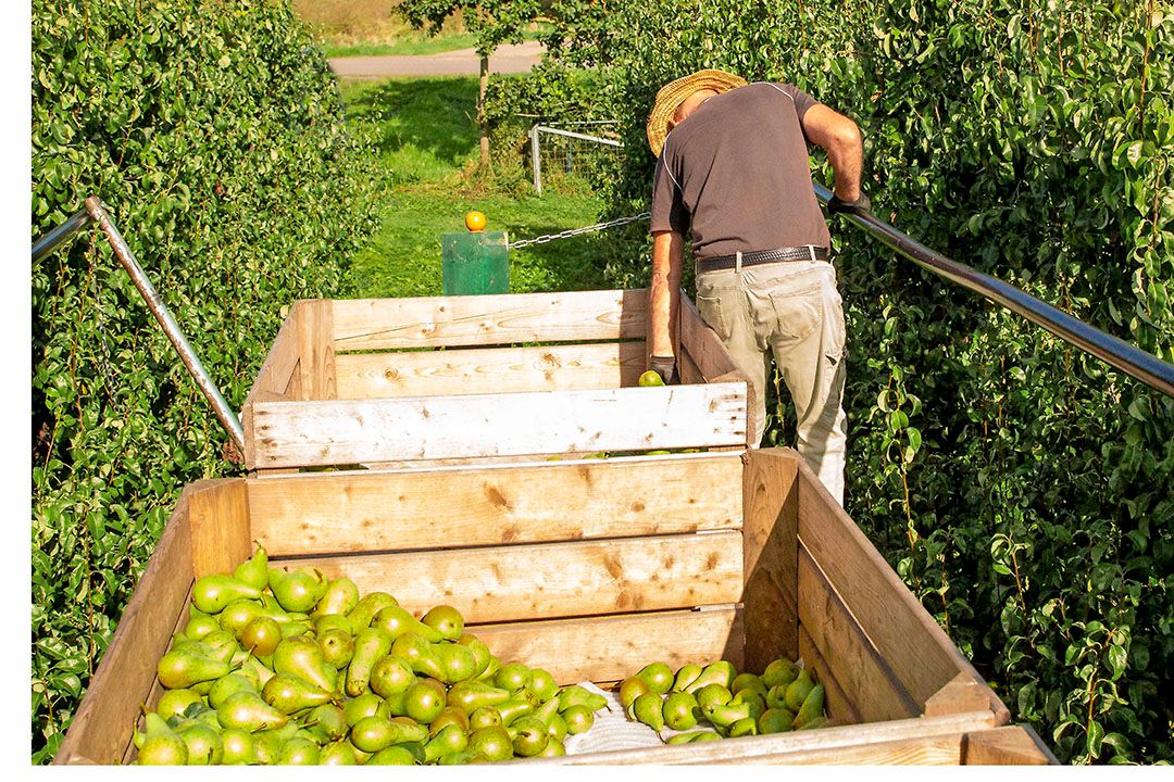 Oogst Conference, een gewaardeerde lekkernij in schoolfruit-traktatie. - Foto: Koos van der Spek