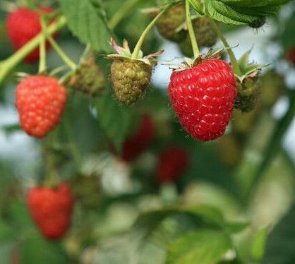 Foto: Groenten&Fruit