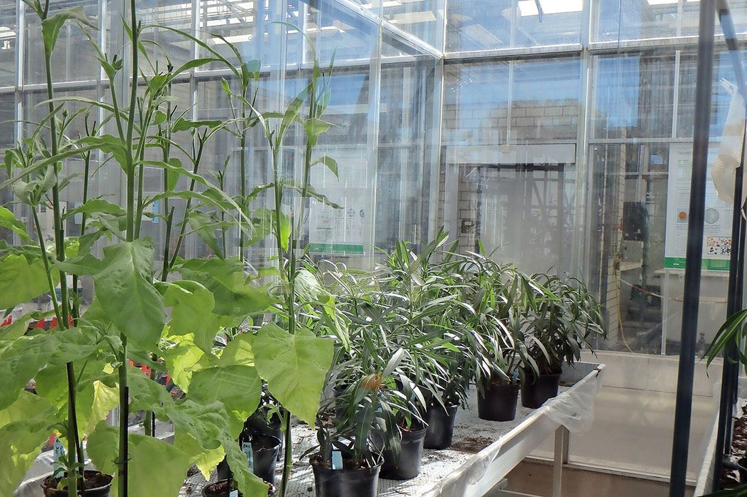 Beeld uit het topsectorenonderzoek  Onderzoek aan Xylella fastidiosa . - Foto: Wageningen Plant Research
