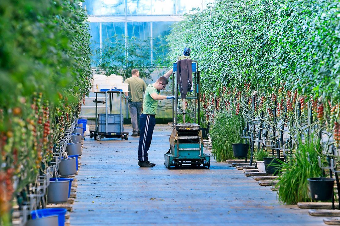 Tomatenbedrijven kunnen Virkon S blijven gebruiken om te ontsmetten. - Foto: Roel Dijkstra