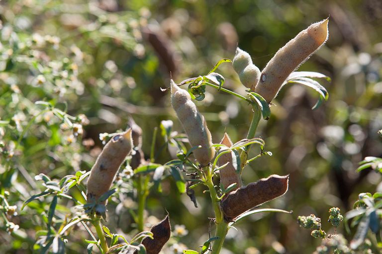 fermentatie lupine