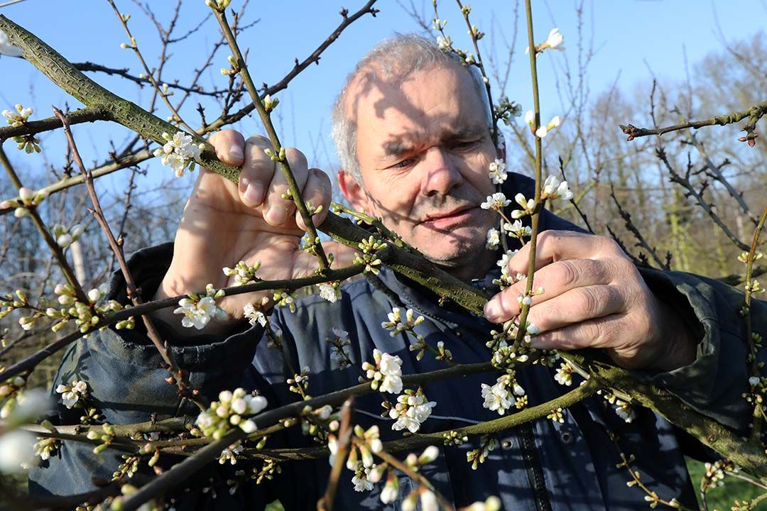 Bloesem in februari, dat heeft pruimenteler Frederik Bunt heeft nog nooit meegemaakt. - Foto: Vidiphoto