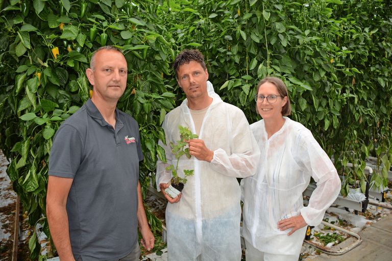 Bij Ron Schulte, Sjors van den Berg en Jeannette Vriend is het vertrouwen in biologische luisbeheersing gegroeid, dankzij de nieuwe strategie. Foto: Peter Visser