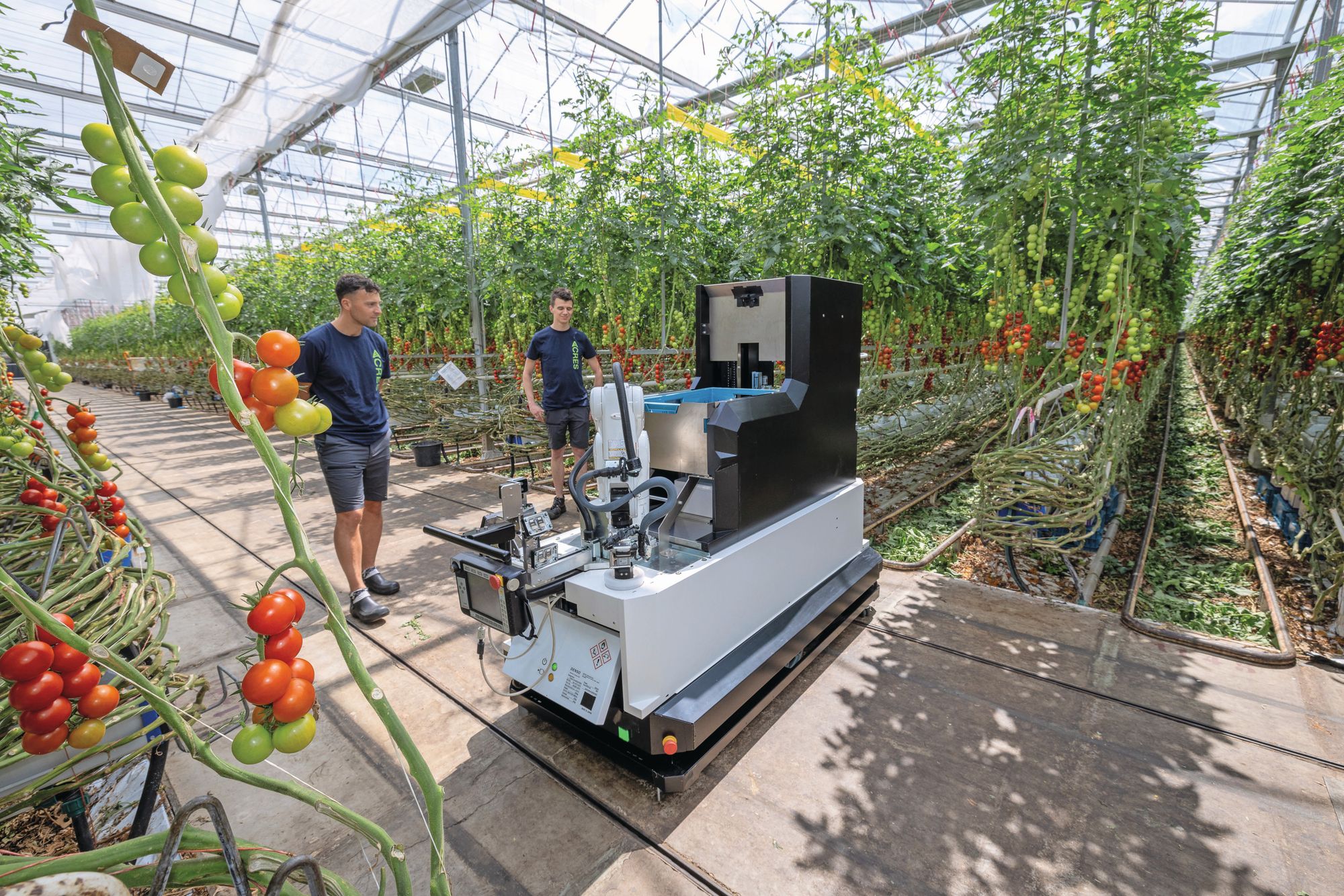 De inzet van deze oogstrobot biedt een innovatieve oplossing voor structurele uitdagingen, zoals stijgende arbeidskosten en een mogelijk tekort aan arbeidskrachten. Foto's: Peter Roek