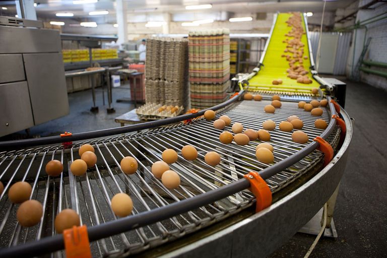 In 2019 steeg de eierproductie in Oostenrijk met 1,3%, vorig jaar zelfs met 3,8%. - Foto: Canva