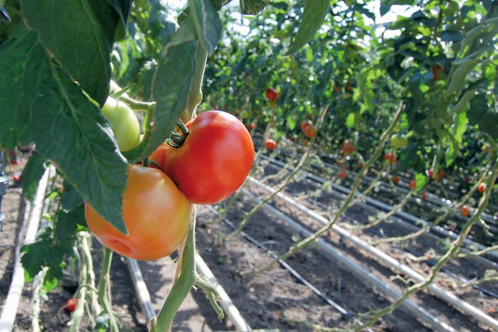 Algemeen archiefbeeld van zaadteelt tomaat.