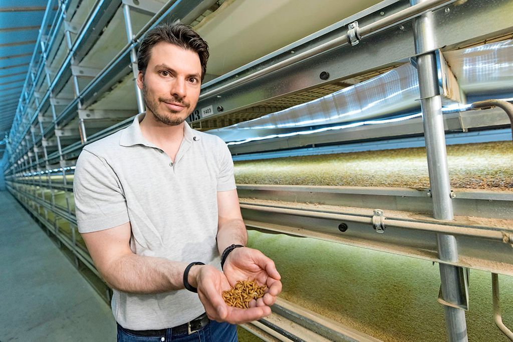 Eelco Haaring van Insect voor de lopende banden in de meelwormenkwekerij. - Foto: Koos Groenewold