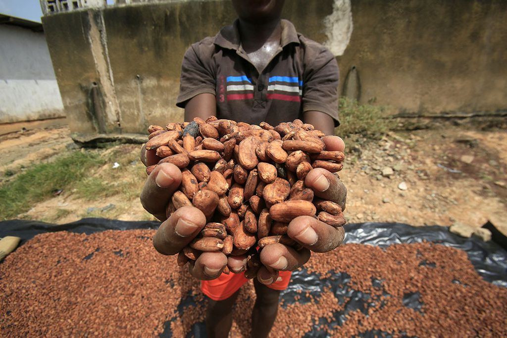 Cacaobonen bij een West-Afrikaanse boer. Foto: ANP