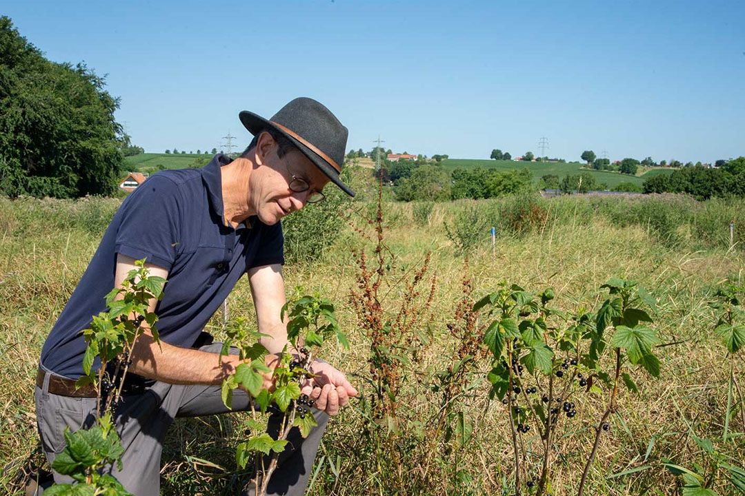 Het voedselbos van Lubosch Land. Zonde van de hectares, een voedselbos, of niet? - Foto: Twan Wiermans