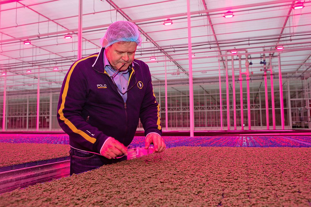 Archiefbeeld Koppert Cress. - Foto: Peter Roek