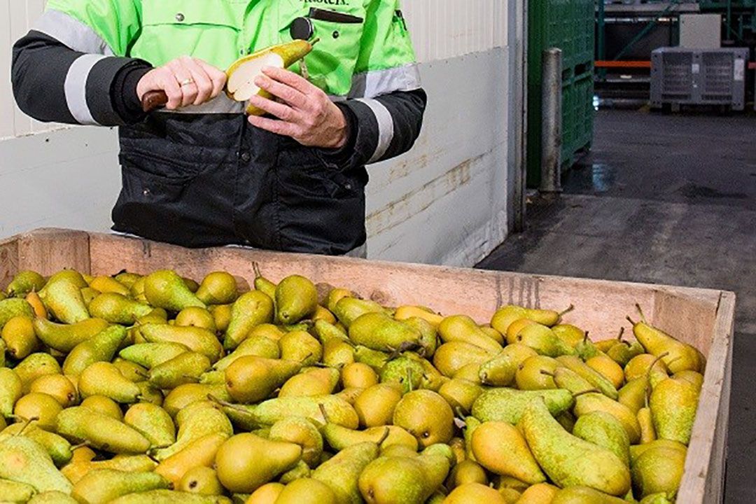 Fruitmasters en Vogelaar hadden maatregelen genomen, toch volgde een coronauitbraak. - Foto: Herbert WIggerman