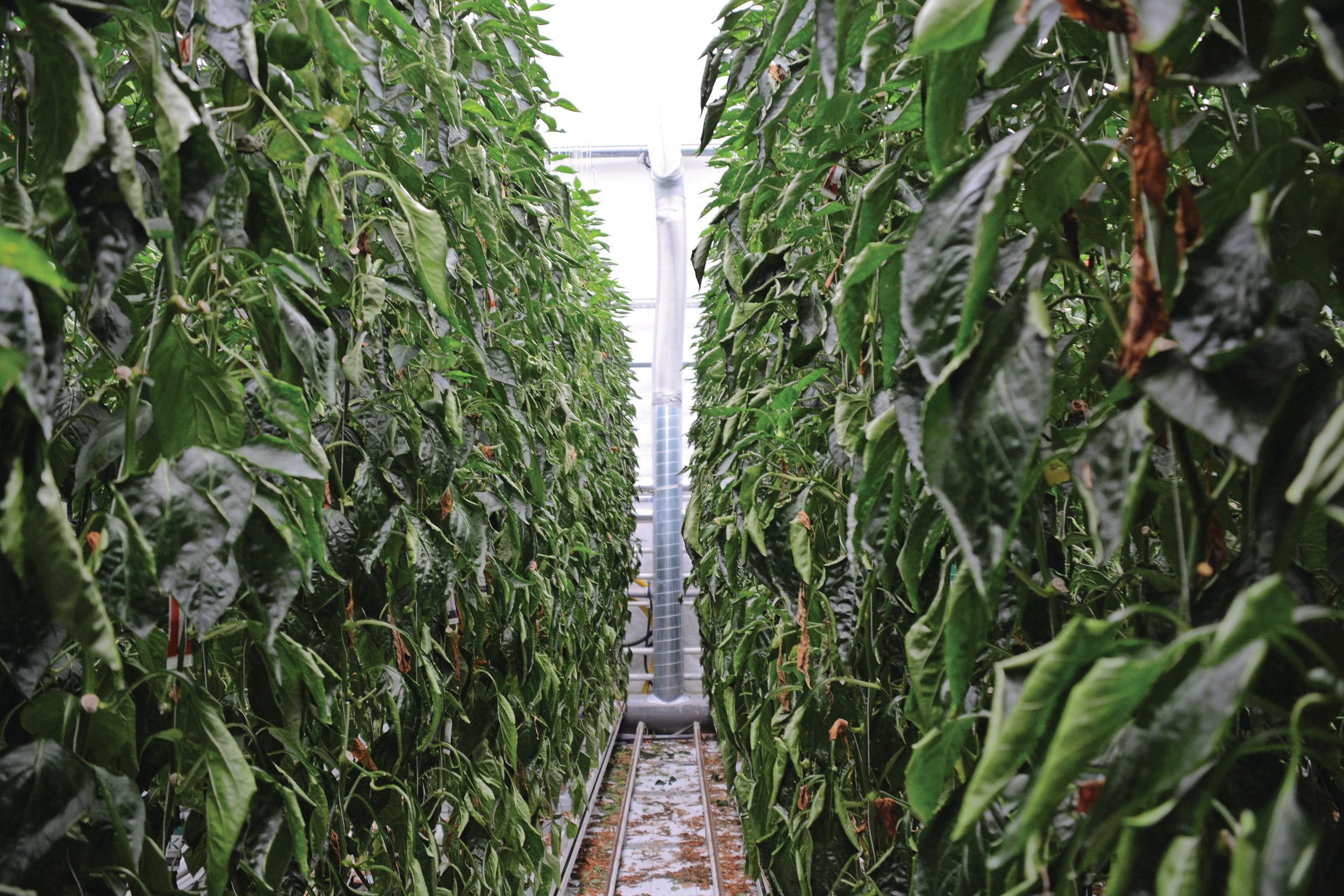 Warmteterugwinning leverde tot aan oktober netto ruim 9 m3/m2 aardgasequivalenten aan warmte op.