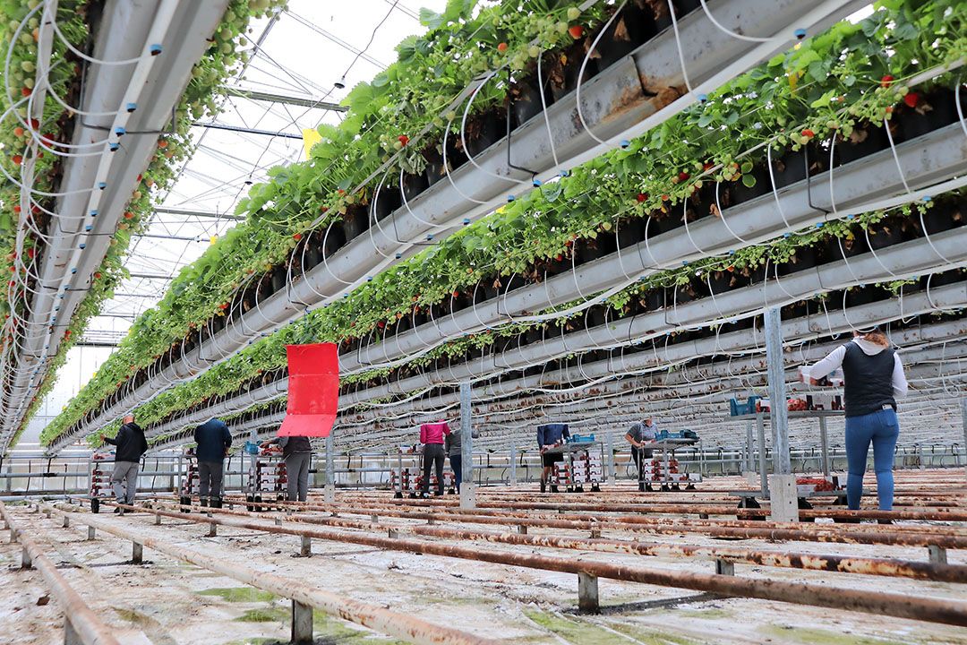 De drie plantingen die er nog staan zijn met het ras Elsanta werden op 8, 11 en 15 augustus geplant. - Archieffoto: Joost Stallen