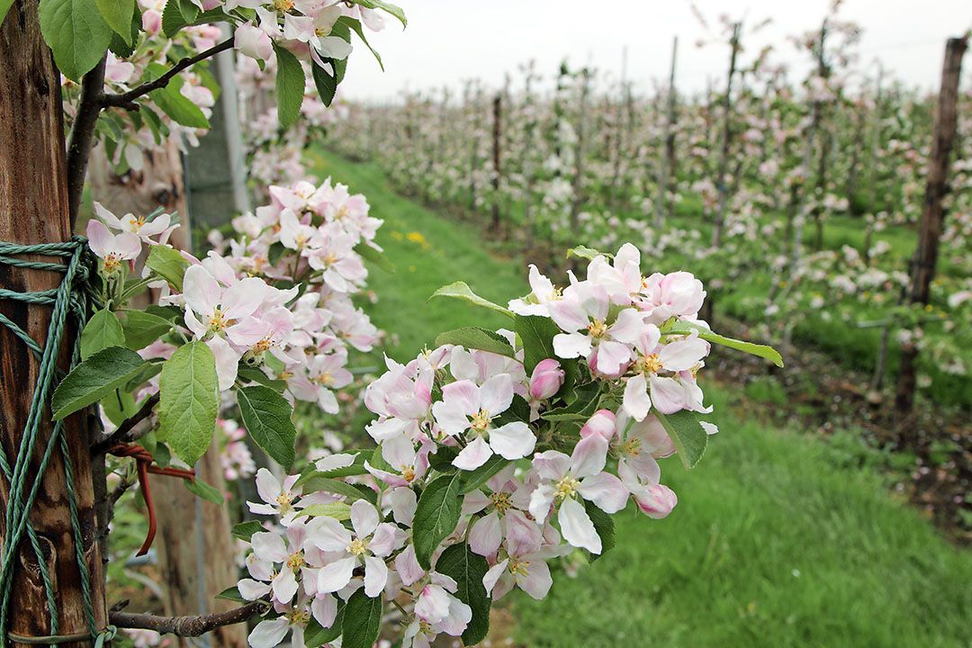 Het stoort de fruitbedrijven dat fruitbomen te weinig waardering krijgen in de nieuwe regels voor het thema landschap. Foto: Herbert Wiggerman