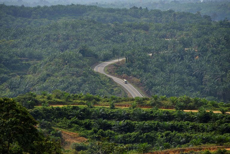 Palmolie-plantages in Indonesië. Foto: ANP