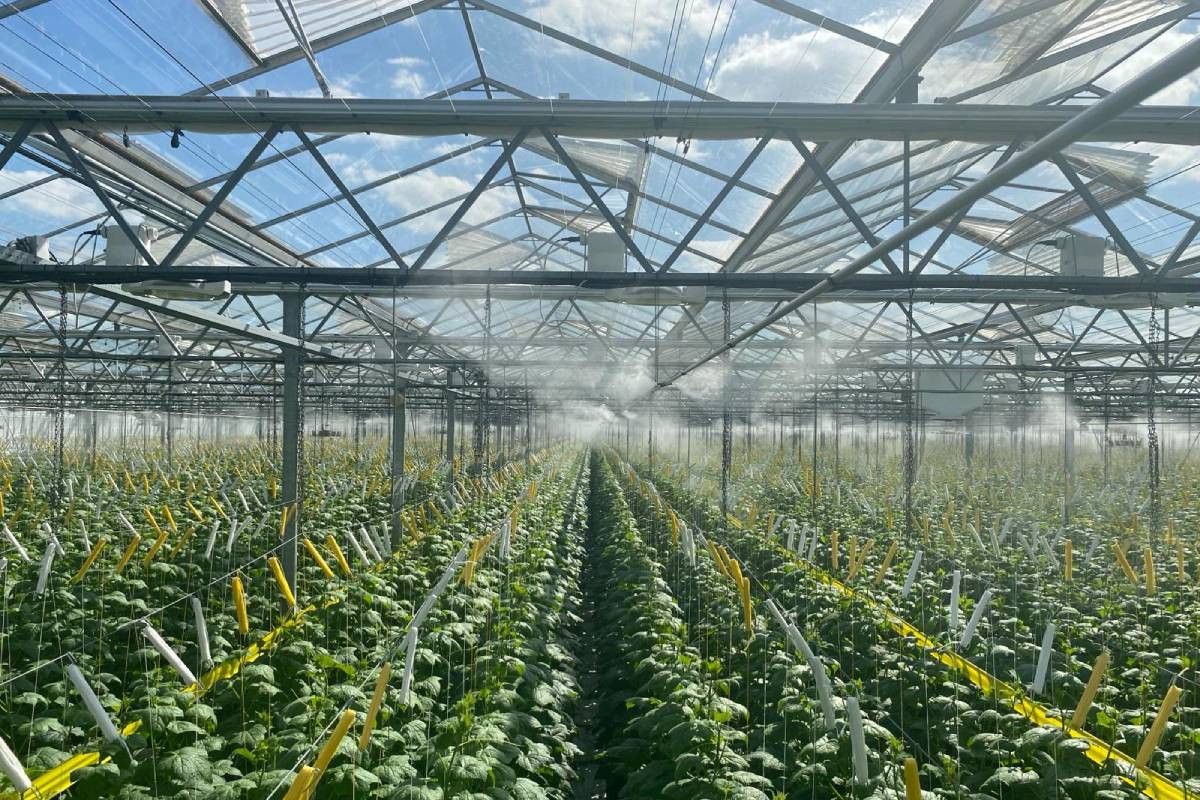 Tijdens hogedrukverneveling gaat de luchtvochtigheid in de kas omhoog en de temperatuur omlaag. Daarbij blijft de enthalpie/energie dezelfde waarde houden. Foto: MJ-Tech