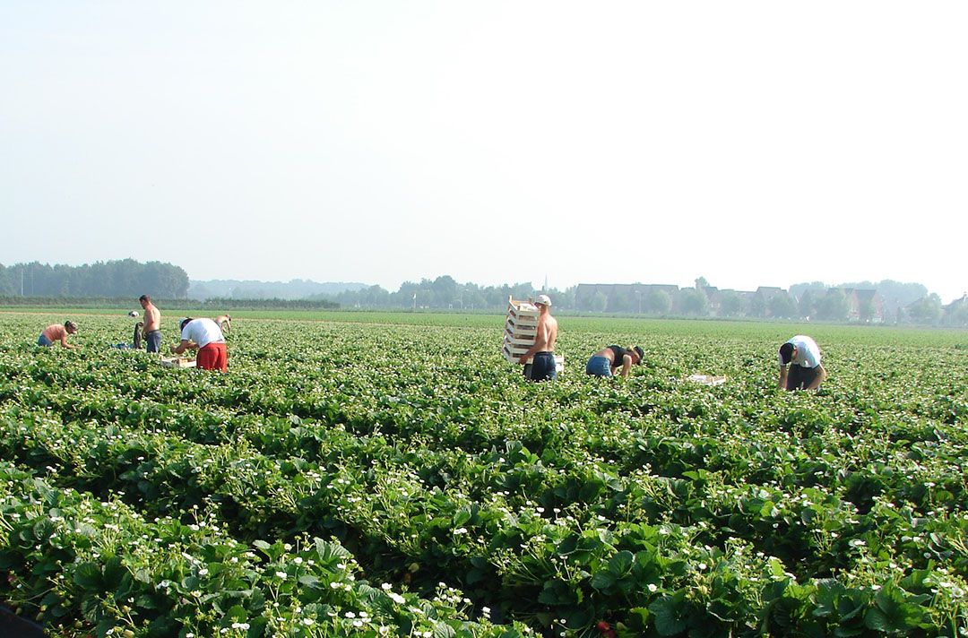 Foto: Groenten&Fruit