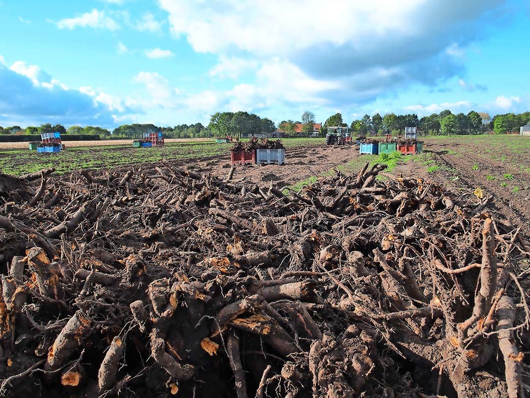 Dit jaar halen de planten buiten onvoldoende koude-eenheden - Foto: Stan Verstegen