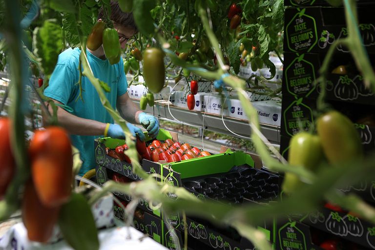 Het vinden van personeel in de groentesector, de fruitsector en in de vleesbedrijven is een groot probleem. - Foto: Fotostudio Atelier 68