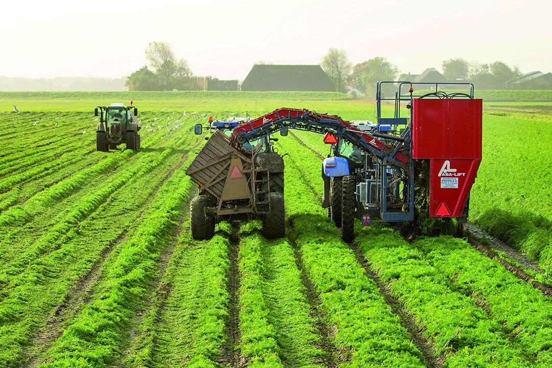 Wortelenoogst op Noordoost-Groningse akker. Plek zat voor kassen of batterijenfabrieken. - Foto: Koos van der Spek