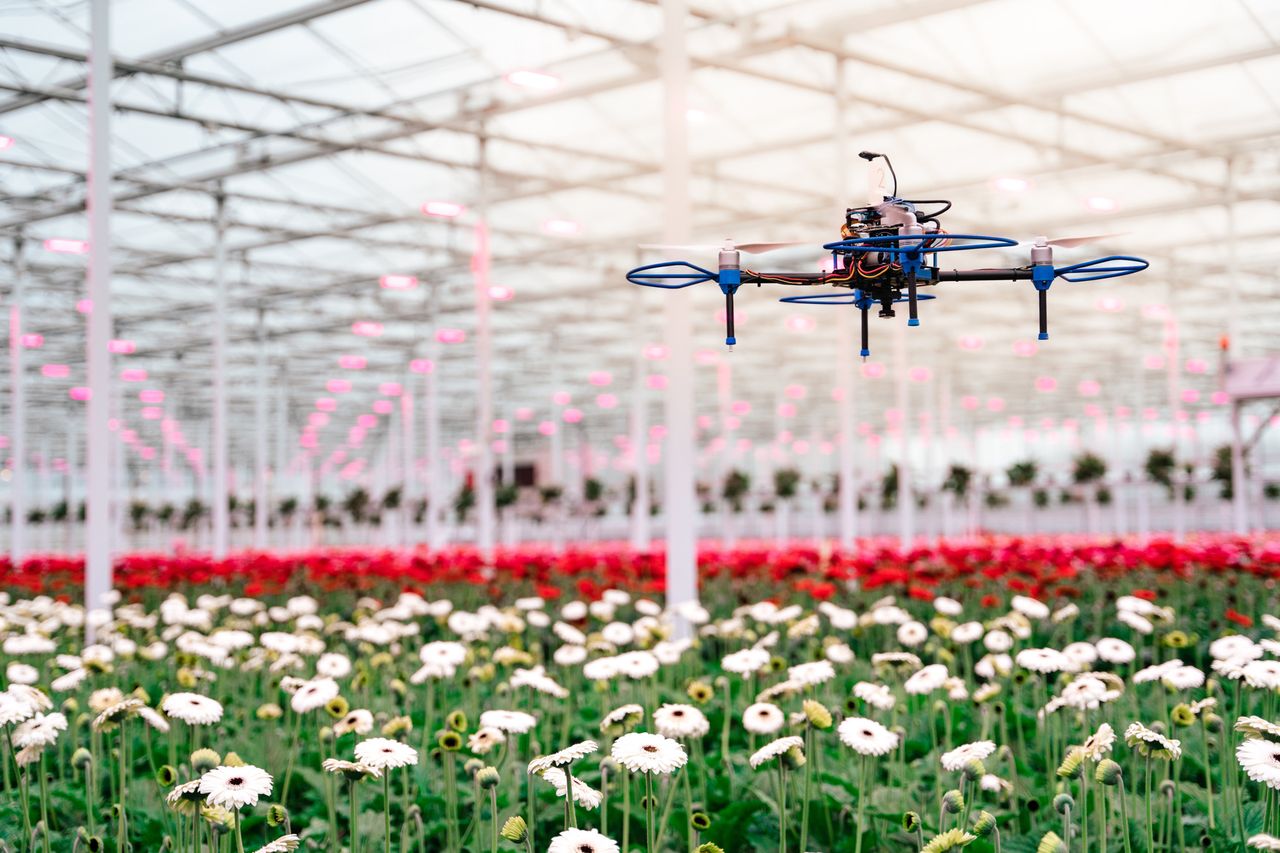 Nu in gerbera, straks ook in aardbeien en glasgroenten. Foto: Royal Brinkman