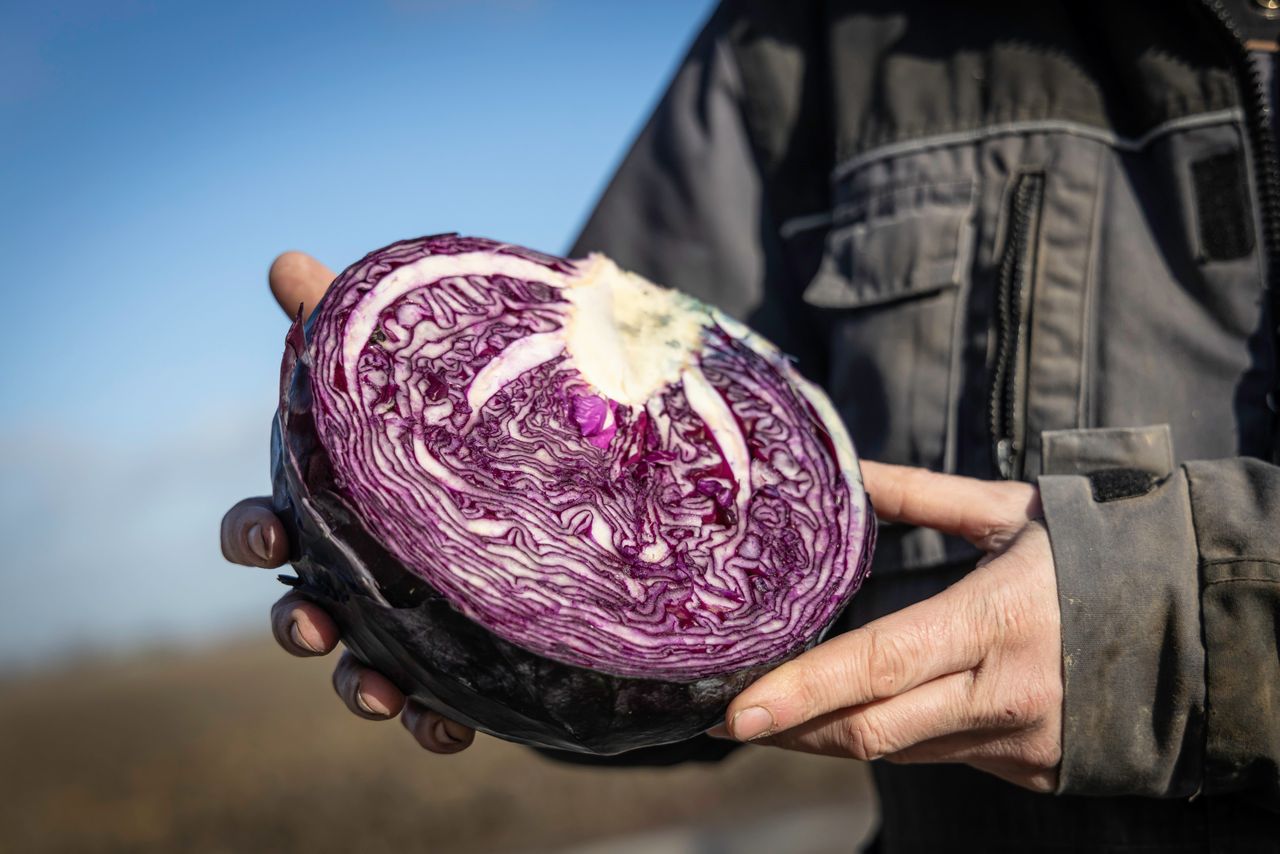 Voor de komende vier tot zes weken valt er bij sluitkool weinig verandering in de marktsituatie te verwachten. Foto: Marcel Rob