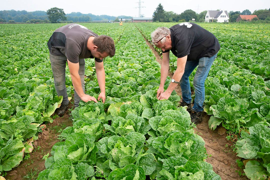 Op een vroege planting met schot na en eind juli nog wat kwaliteitsproblemen als gevolg van de hitte eerder, is Van den Eertwegh tevreden over zijn slagingspercentage. - Foto: Twan Wiermans.