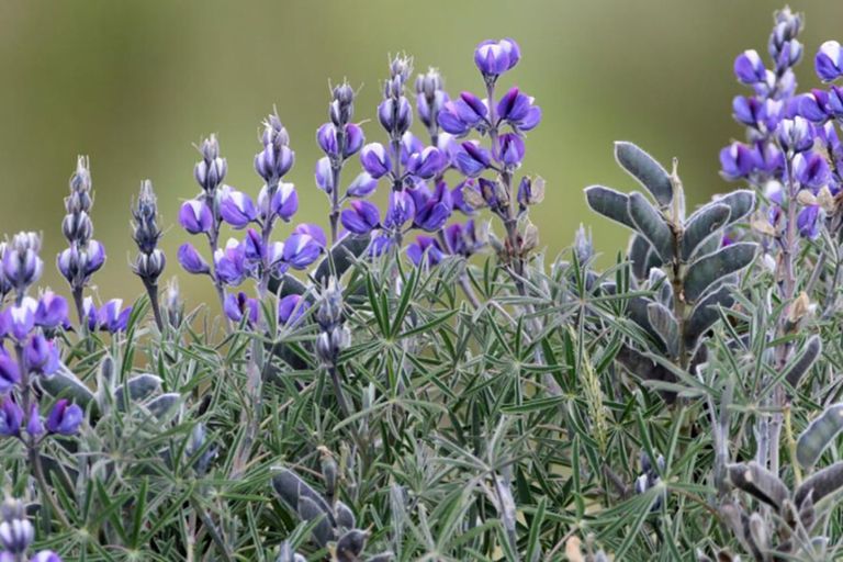 Andeslupine. - Foto: Canva