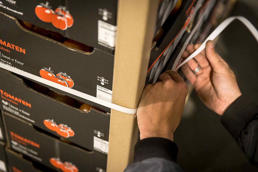 Tomaten voor export. Bij het sorteren van de oogst in het verleden was het meeste bij Kees Kranenburg voor de export. - Foto: Roel Dijkstra