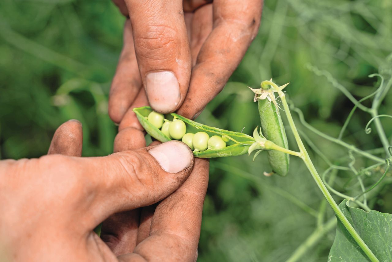 Gele erwten. Er is onvoldoende geld via de eco-regeling om boeren die zich inzetten voor klimaat, natuur en milieu te betalen. Foto: Andrea van Schaik Fotografie