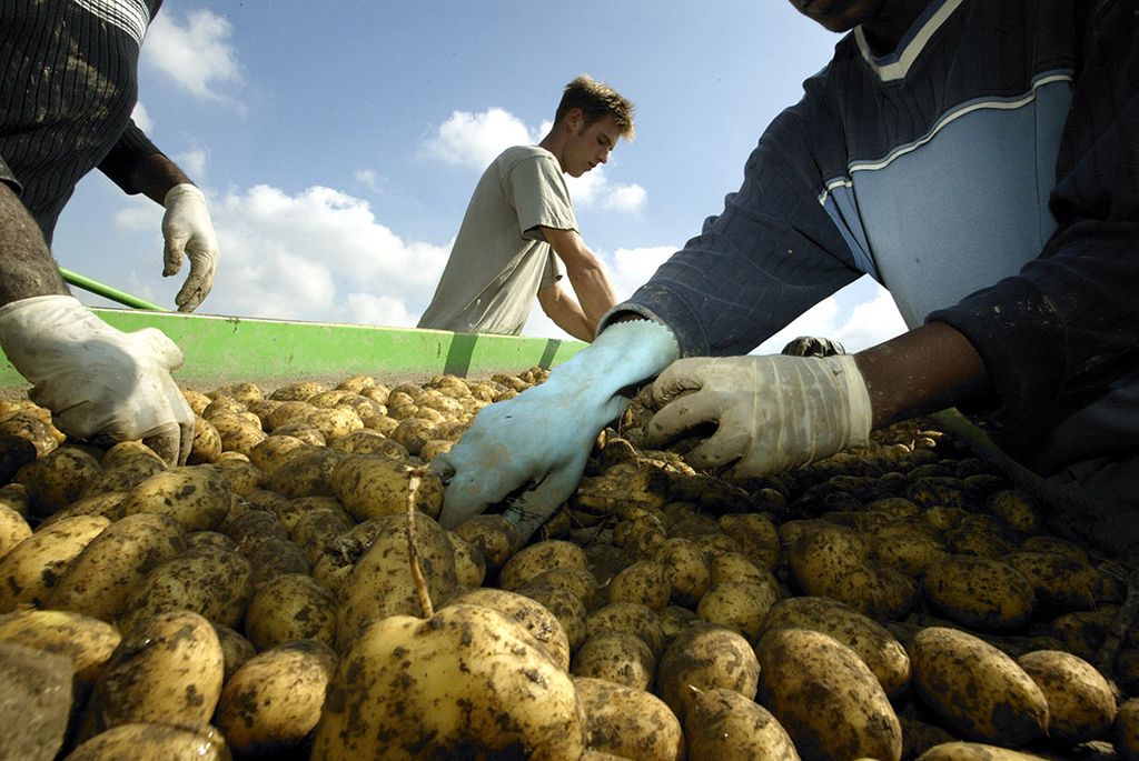 Selecteren van aardappelen door uitzendkrachten. - Foto: Hans Prinsen