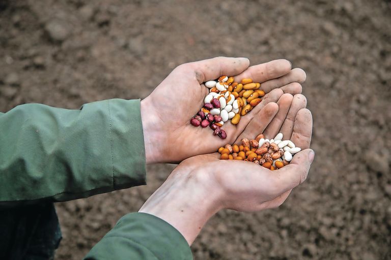 HAK start een proef met verschillende Nederlandse streekbonen Foto: HAK