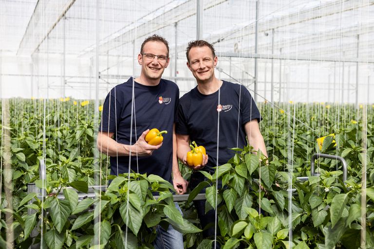 Ron en Ivo Jansen telen gele en rode paprika’s in Andijk. Foto: Growers United
