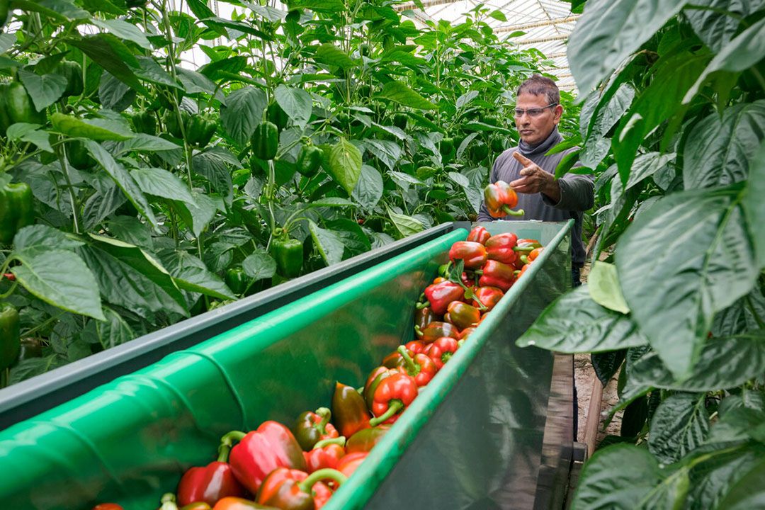 Paprika-oogst. - Foto : Fred Libochant