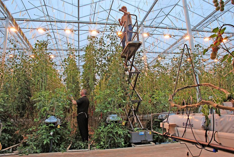 Tomatenteelt in Brits/Nederlandse kassen van Thanet Earth.