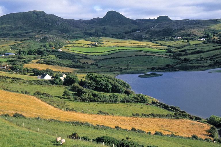 De Ierse biologische landbouw moet fors uitbreiden, vindt de Ierse regering. - Foto: ANP