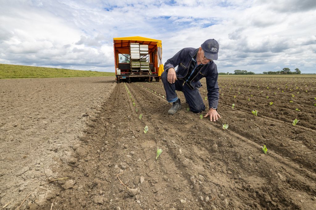 Controle van de net geplante spruitenplantjes. Foto: Peter Roek