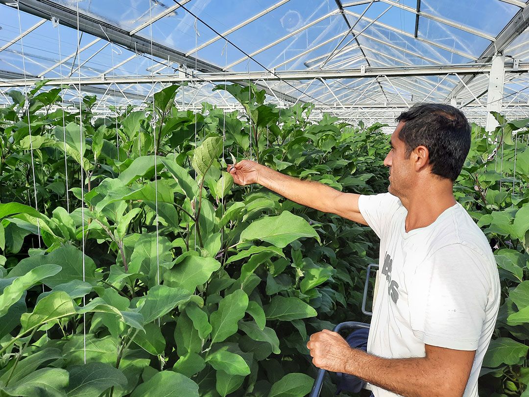 De verwachting van het proefsgewijs koppen van planten is dat dit een betere afrijping van de laatste vruchten geeft.”