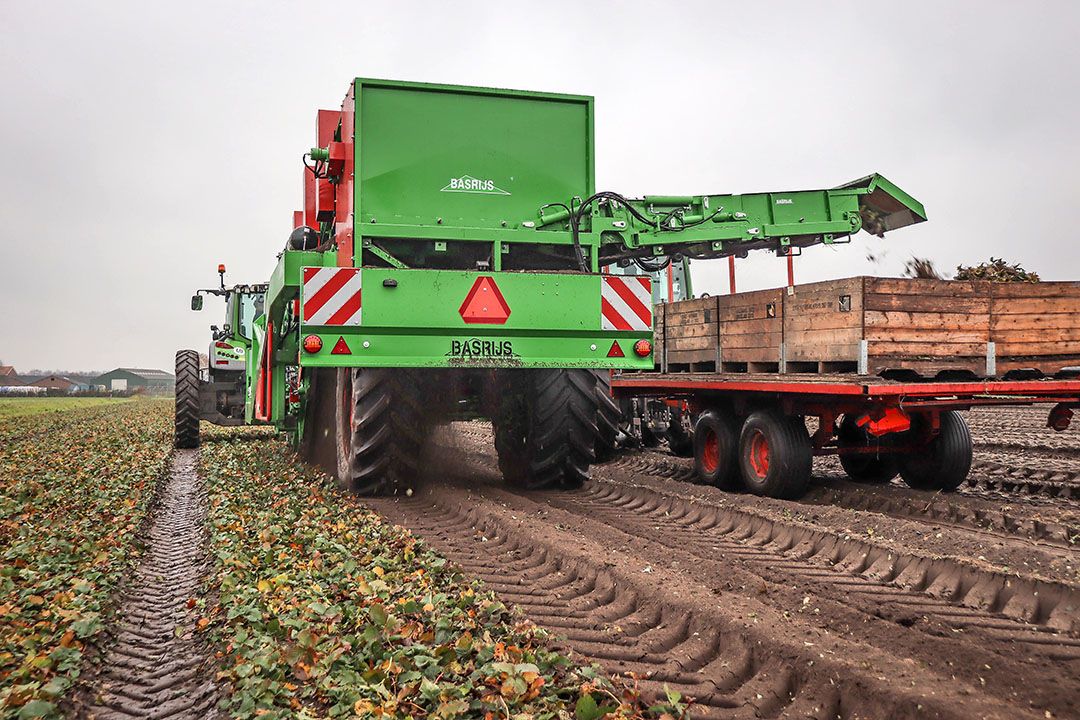 Archiefbeeld aardbeienplanten. Staat los van deze zaak. Voto: Matthijs Verhagen