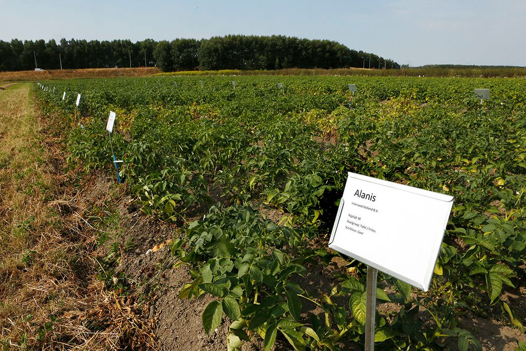 Demoveld van Bionext in Zeewolde met verschillende rassen biologische aardappelen. - Foto: Ton Kastermans