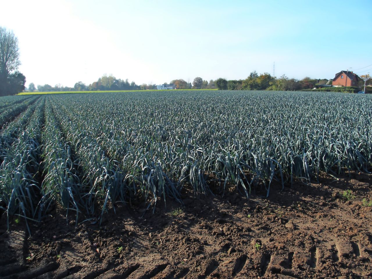 rijenbemesting in winterprei