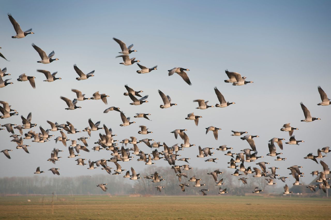 Het meeste werk had Doff de afgelopen tijd aan het verjagen van ganzen. Foto: Mark Pasveer.