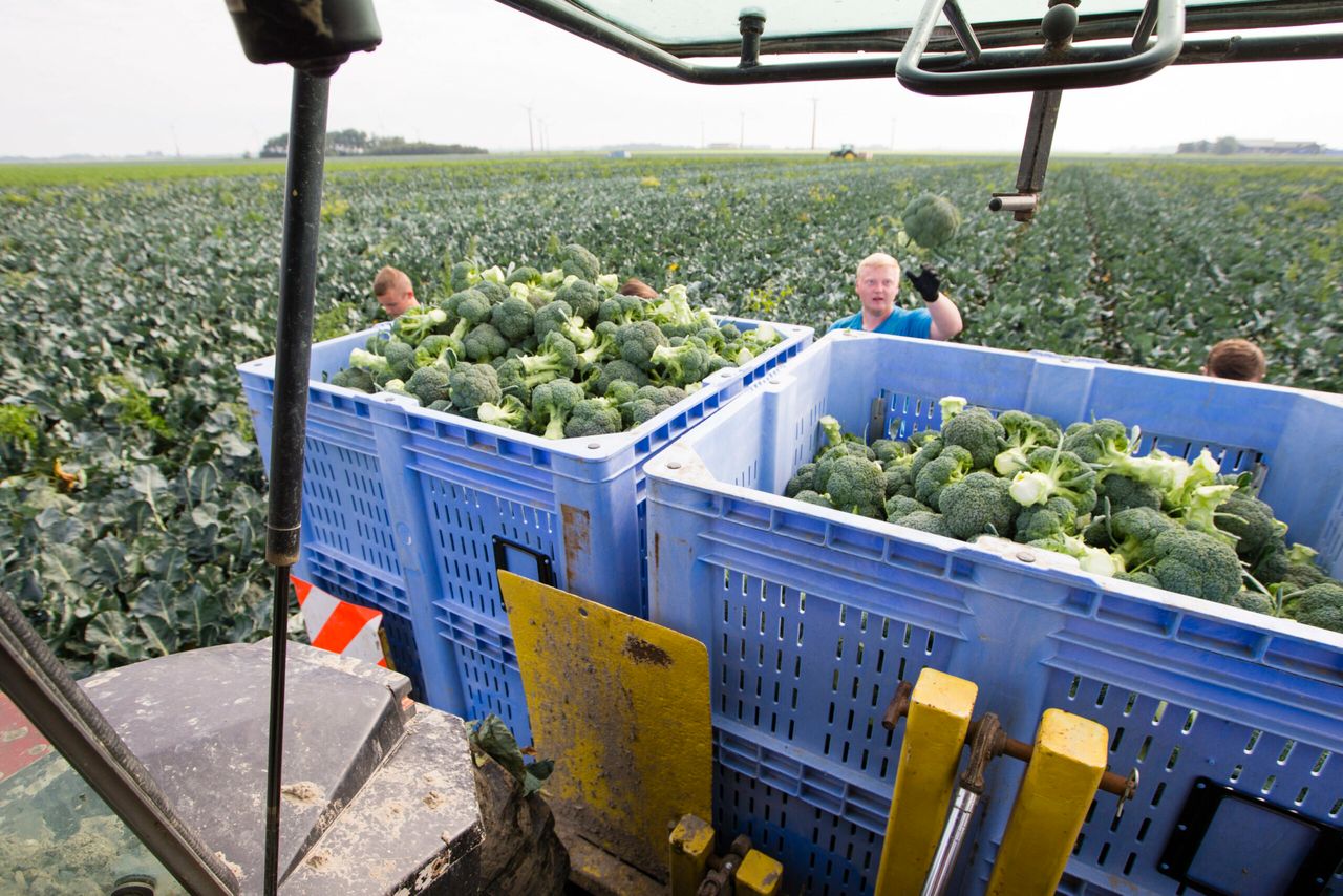 Foto: Anne van der Woude
