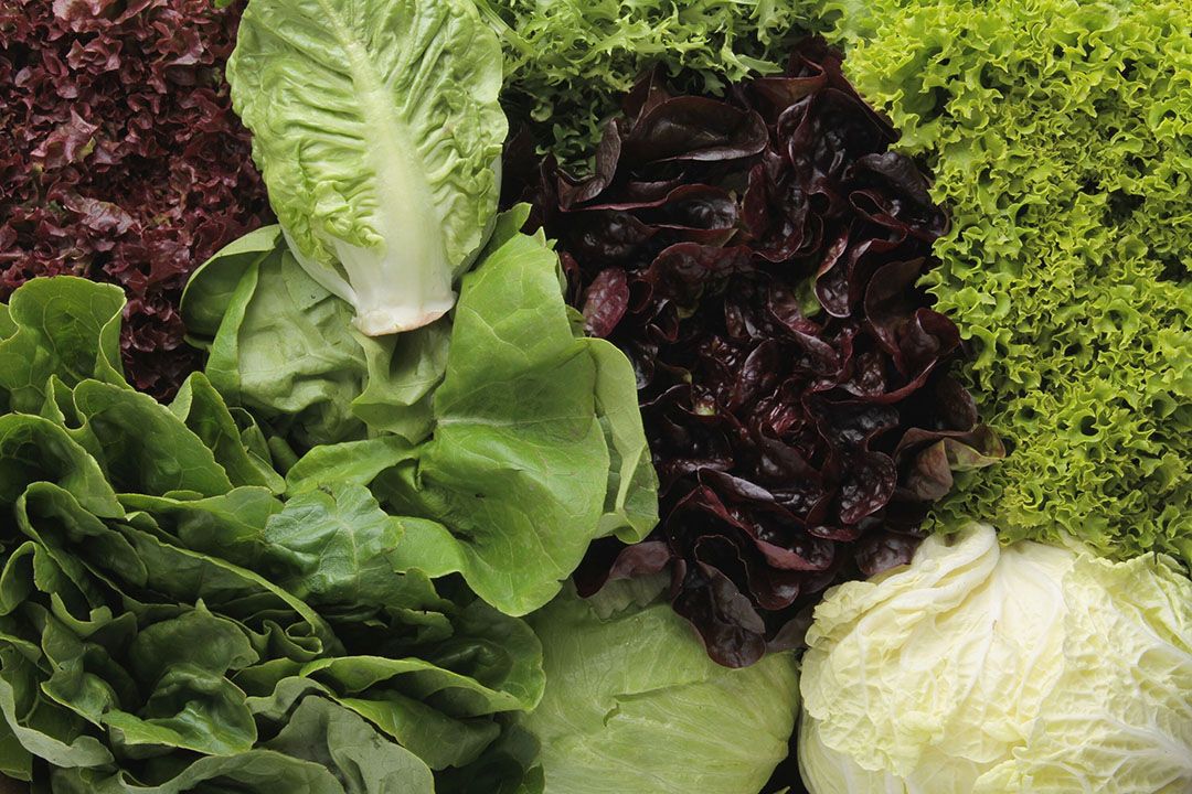 Praten tegen planten