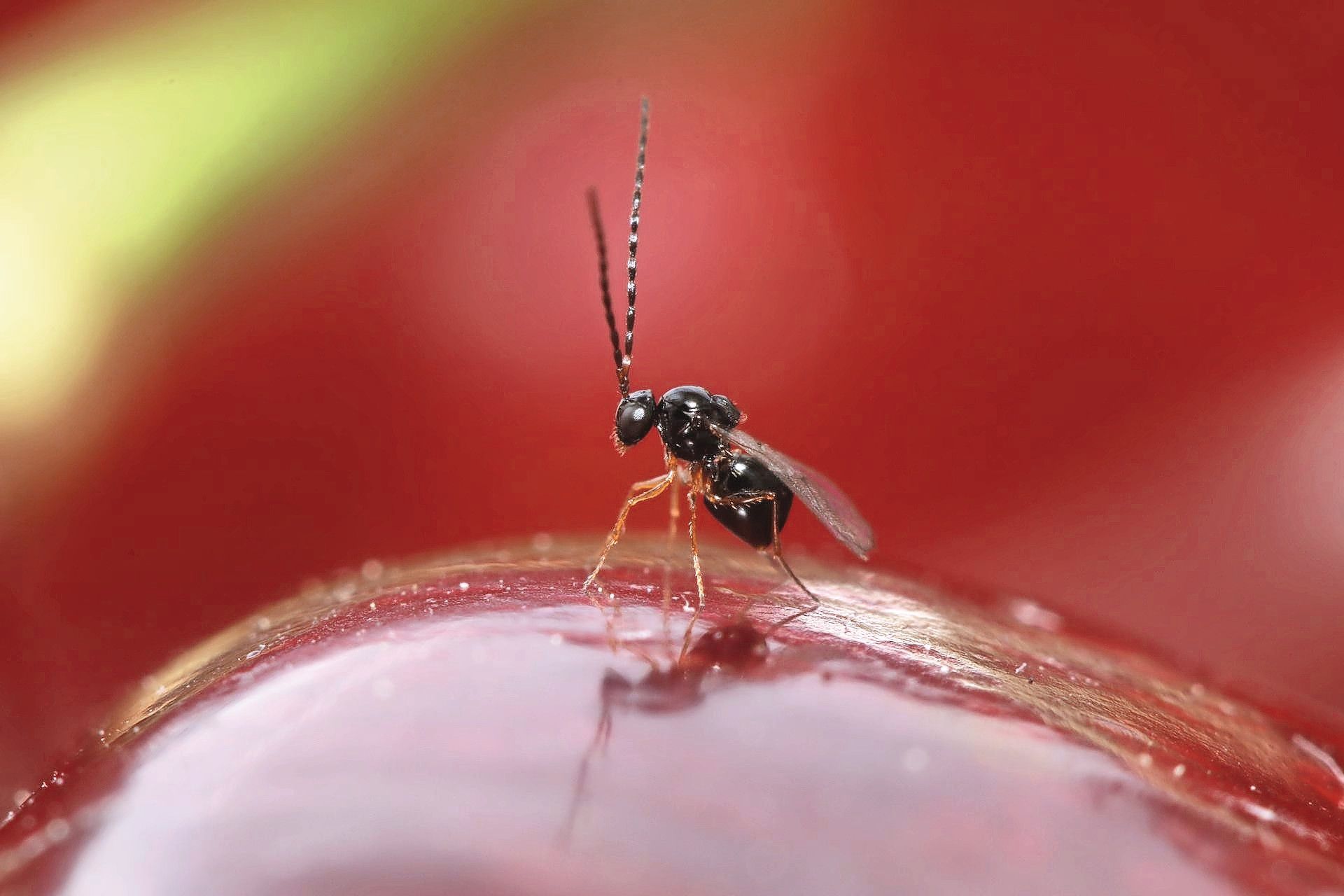 De Aziatische sluipwesp Ganaspis kimorum in actie. Foto: Herman Helsen