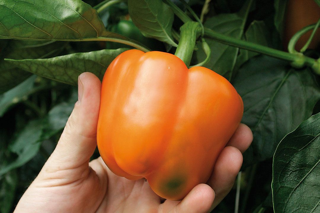 Oranje paprika. - Foto: Peter Visser